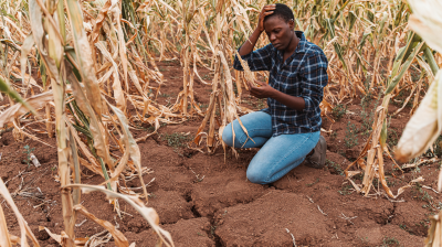 A person kneels on dry, cracked soil in a cornfield with wilting plants, examining the ground while holding their head in concern.