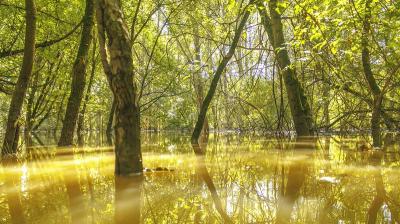 Sunlight filters through green trees in a forest with yellowish floodwater covering the ground.