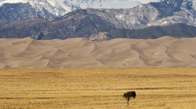 A solitary tree stands in a dry, grassy field with sand dunes and snow-capped mountains in the background under a partly cloudy sky.