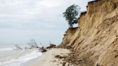 Eroded sandy cliffs with a single tree at the top, fallen trees on the beach, and the ocean in the background under a cloudy sky.