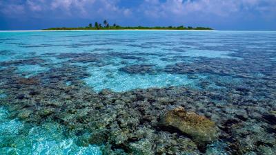 Small island with palm trees in the distance, clear blue sky, and shallow turquoise water over a coral reef in the foreground.