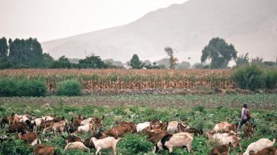 Flickr: Alex Proimos