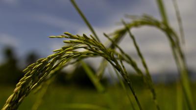 UN Photo/ Logan Abassi