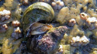 Bulletin 1-2015, Ocean acidification © Susannah Anderson.jpg