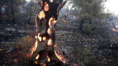 A tree with its trunk burning from the inside stands in a forested area affected by wildfire, with smoke and scattered flames visible in the background.