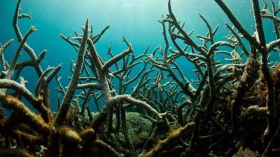 Underwater view of dead or bleached coral branches against a blue ocean background, indicating damage to a coral reef ecosystem.