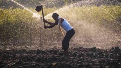 A person in a field uses a hoe to till soil while water sprays from an irrigation system in the background.