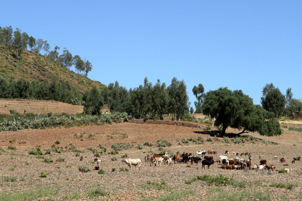 A herd of goats grazes on a rocky, open field with scattered trees and a small hillside in the background under a clear blue sky.