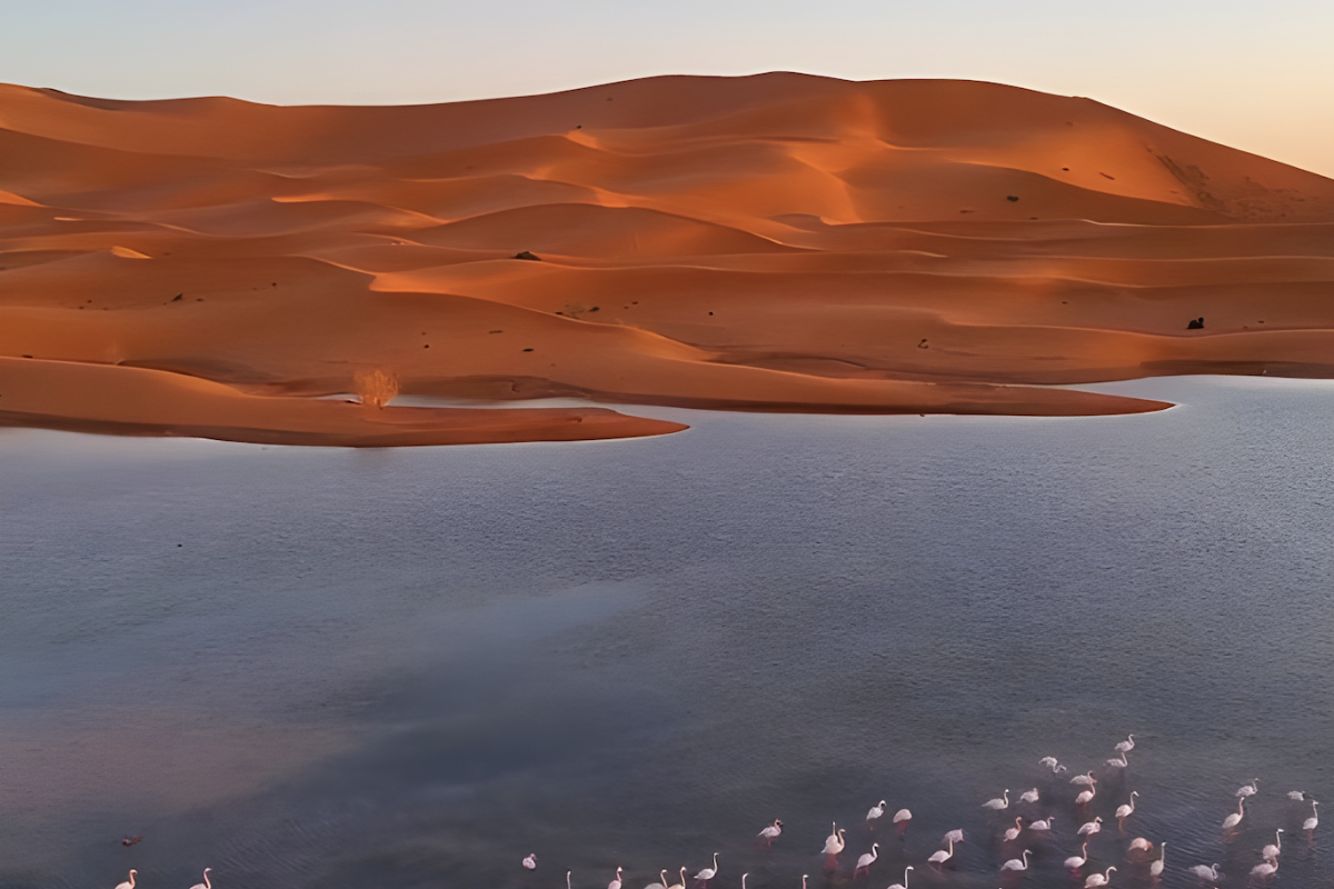A group of flamingos stands in shallow water with large, orange sand dunes in the background under a clear sky.