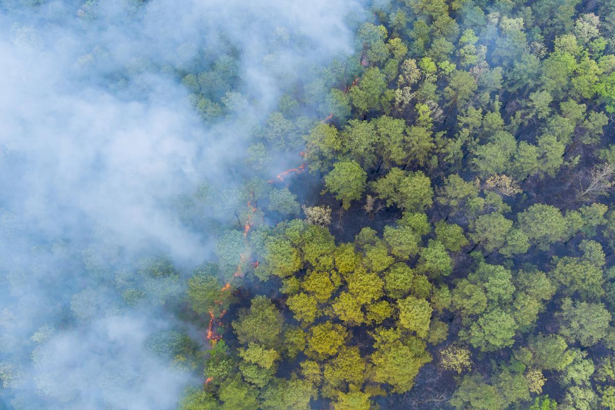 Aerial view of a forest with thick smoke and a visible line of fire burning through the trees.