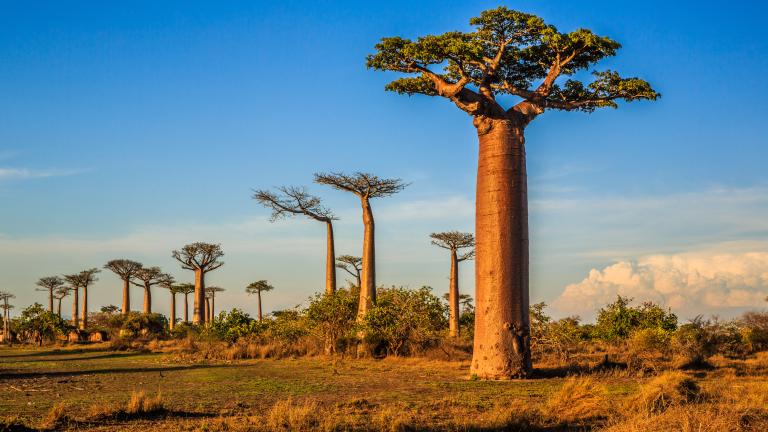 Baobabs al atardecer en la llamada "avenida de los baobabs", en Madagascar