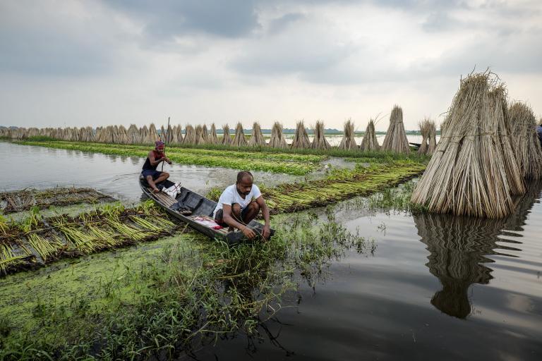 Two men harvesting water plants from a small boat in a wetland area with dried plants stacked in conical shapes along the waterfront.