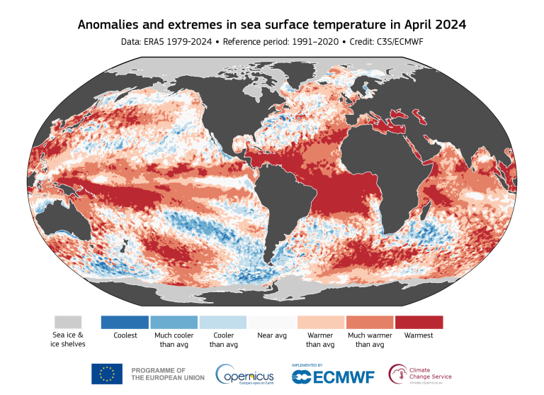 Global map showing sea surface temperature anomalies in april 2024, with varying colors indicating temperatures from much cooler to warmest compared to the 1991-2020 reference period.