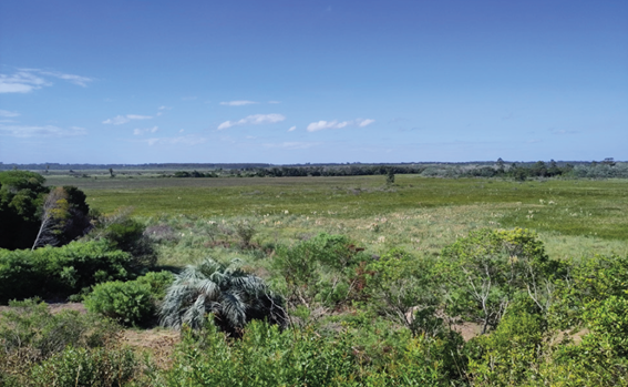 A wide view of a vast, green, grassy plain under a clear blue sky. Bushes and small trees are seen in the foreground.