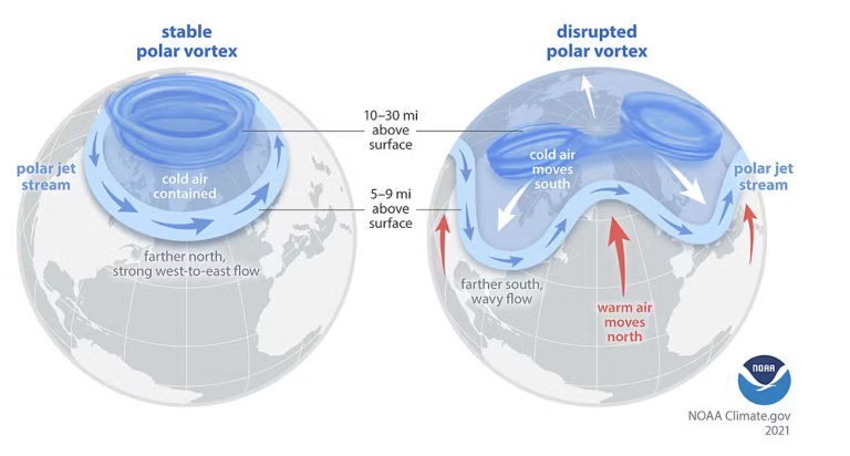 Diagram compares a stable polar vortex with contained cold air to a disrupted vortex where cold air moves south and warm air moves north, affecting the polar jet stream's flow.