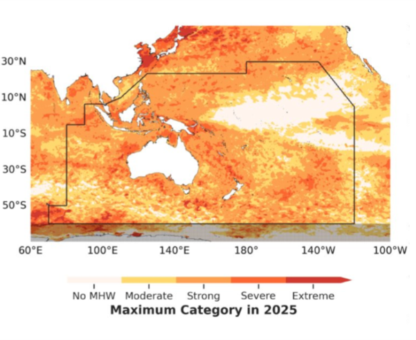 Map of the southwest Pacific showing projected marine heatwave categories in 2025, with most areas marked as strong, severe, or extreme.