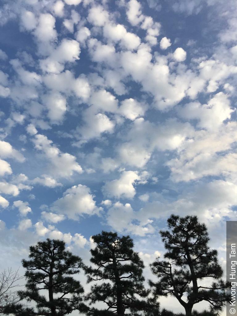 There are varying stages of development of Altocumulus floccus in this image. We can see almost perfectly round new cells and older cells with ragged lower parts.