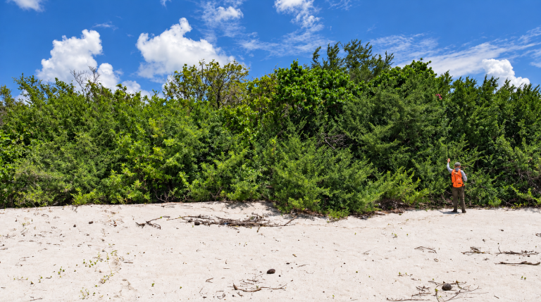 Maldives research.png A person in an orange vest stands on white sand near dense green shrubbery under a blue sky with clouds.