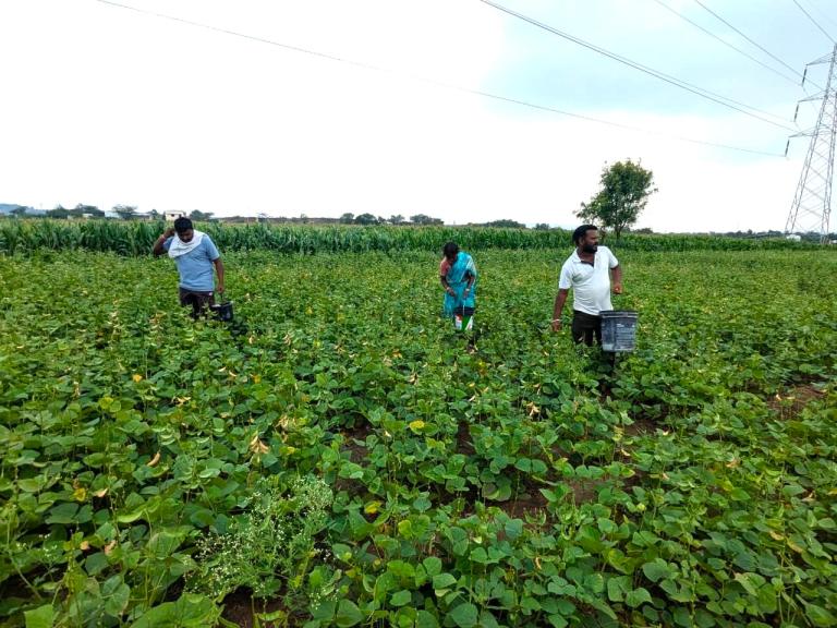 Three people walking through a green crop field carrying plastic buckets.