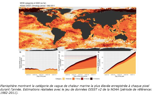 Planisphère montrant la catégorie de vague de chaleur marine 12-20