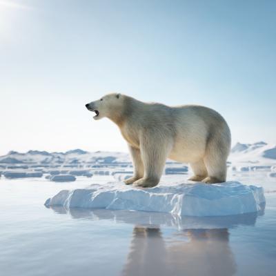 A polar bear standing on an ice floe.