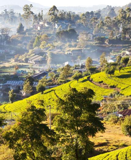 A view of a tea plantation in sri lanka.