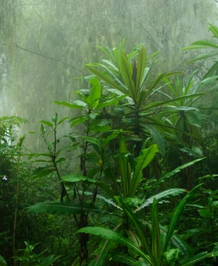 A tropical forest with a lot of plants and trees.