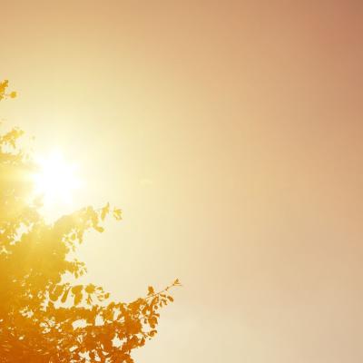 The sun is shining behind a tree.