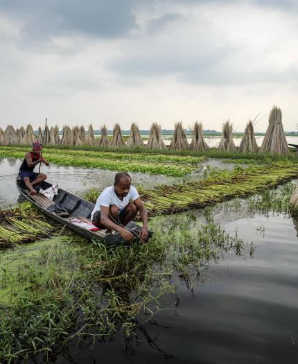 Two people gather aquatic plants from a small boat in a water field, surrounded by harvested plants stacked in conical piles under a cloudy sky.