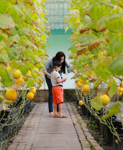 An adult and child stand in a greenhouse among rows of plants with yellow fruits, examining something together as the child holds a tablet.