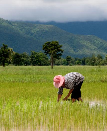 A person in a striped shirt and pink hat bends over to work in a flooded rice field, with green mountains and cloudy skies in the background.