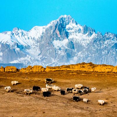 Herd of yaks grazing on a dry plain with a snow-capped mountain range in the background under a clear blue sky.
