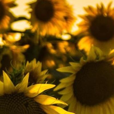 Close-up of several sunflowers with yellow petals, shown in warm sunlight, with a soft, blurred background of more sunflowers.