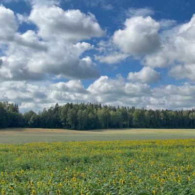 A field of sunflowers stretches toward a distant tree line under a blue sky filled with scattered clouds.