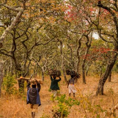 Three people walk through a dry forest carrying bundles of firewood on their heads along a dirt path surrounded by trees with sparse, reddish leaves.