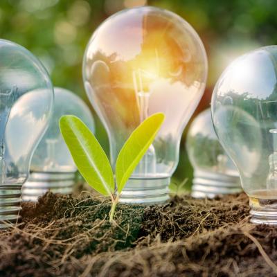 Four light bulbs and a green seedling are placed in soil outdoors, with sunlight shining through the background.