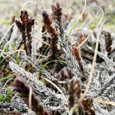 Close-up of frost-covered plants with brown buds and twisted stems, surrounded by patches of grass and a blurred background.