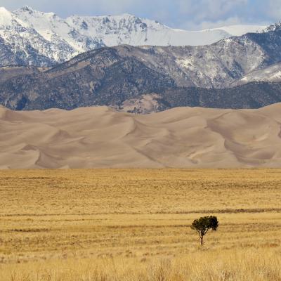 A lone tree stands in a dry grass field, with sand dunes behind it and snow-covered mountains in the background.