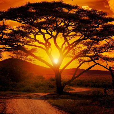 A large acacia tree stands in the savannah at sunset, with the sun shining through its branches and an orange sky overhead.