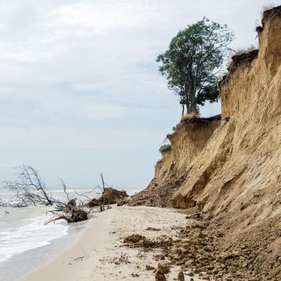 Eroded sandy cliffs with a single tree at the top, fallen trees on the beach, and the ocean in the background under a cloudy sky.