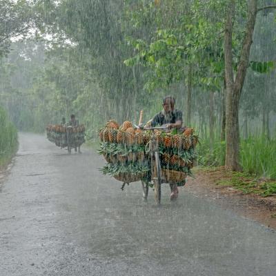 Two people ride bicycles loaded with baskets of pineapples down a rain-swept road between trees.