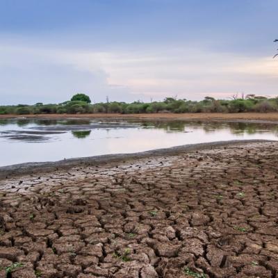 A cracked, dry lakeshore with sparse vegetation, a small body of water, and a leafless tree silhouetted by the setting sun.